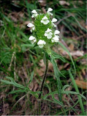 prunella_laciniata6443