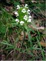 prunella_laciniata6443