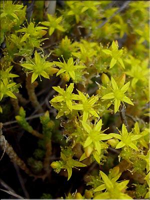 sedum_acre6415