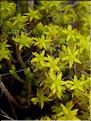 sedum_acre6415