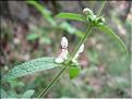 stachys_recta6444
