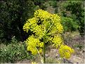 thapsia_villosa6427