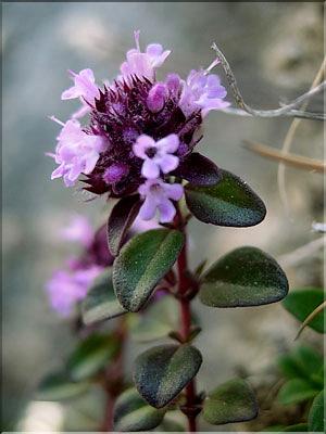 thymus_serpillium6455