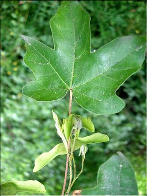 acer_campestre6529