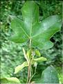 acer_campestre6529