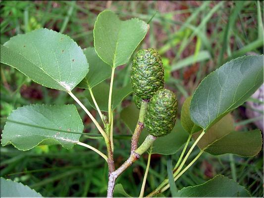 alnus_cordata6574