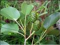 alnus_cordata6574