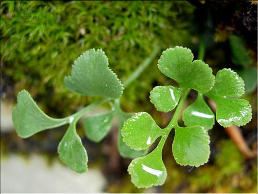 asplenium_ruta-muraria6608