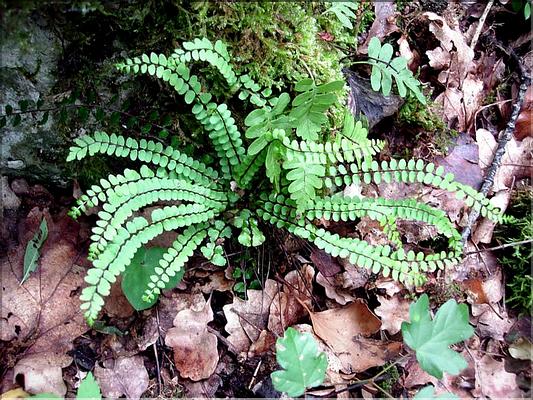 asplenium_trichomanes6590
