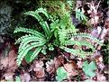 asplenium_trichomanes6590