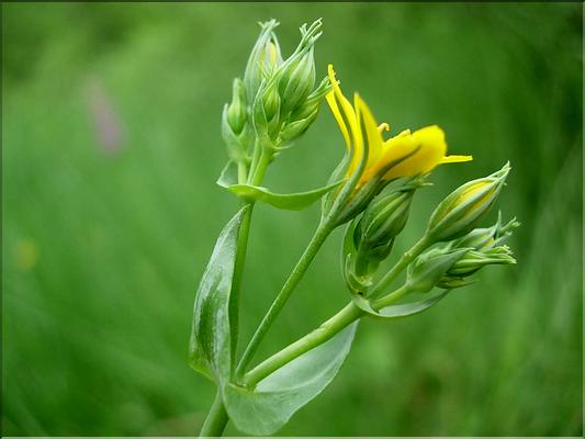 blackstonia_perfoliata6525
