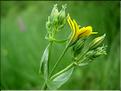 blackstonia_perfoliata6525
