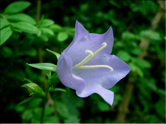 campanula_persicifolia6595