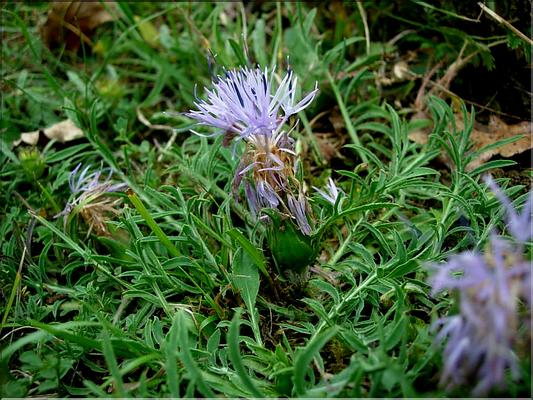 carduncellus_mitissimus6503