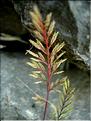 catapodium_rigidum6487