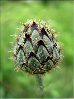 centaurea_scabiosa6565