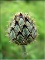 centaurea_scabiosa6565