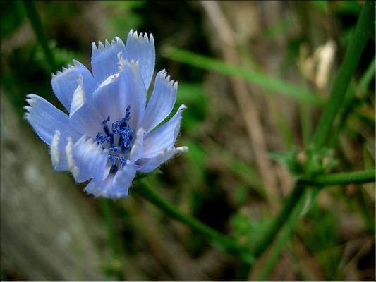 cichorium_intybus6560
