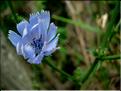 cichorium_intybus6560