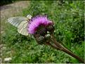 cirsium_monspessulanum6543