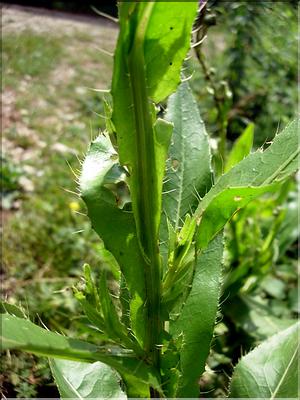 cirsium_monspessulanum6544