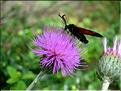 cirsium_tuberusum6519