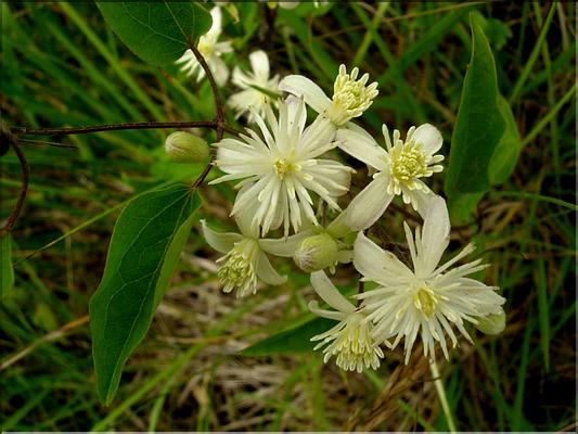 clematis_vitalba6564