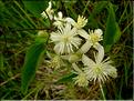 clematis_vitalba6564