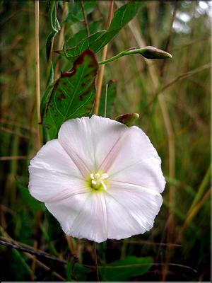 convolvulus_arvensis6479