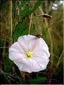 convolvulus_arvensis6479