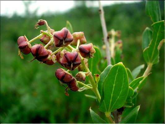 coriaria_mytifolia6576