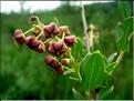 coriaria_mytifolia6576