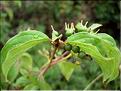 cornus_sanguinea6468