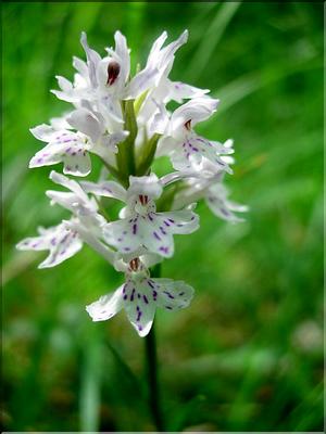 dactylorhiza_fuchsii6592