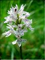 dactylorhiza_fuchsii6592