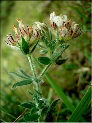 dorycnium_hirsutum6505
