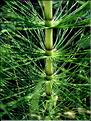 equisetum_temateia6540