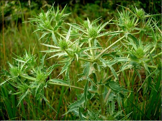 eryngium_campestre6463