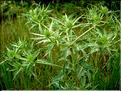 eryngium_campestre6463