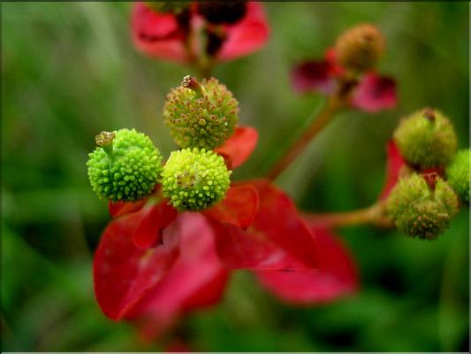euphorbia_duvallii6573