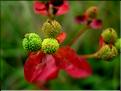 euphorbia_duvallii6573