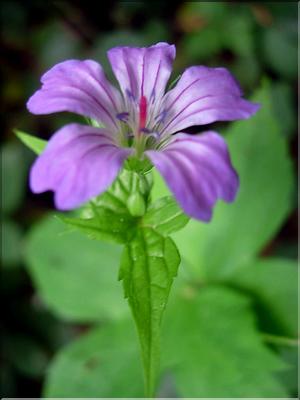 geranium_nodosum6597