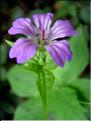 geranium_nodosum6597