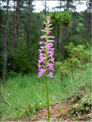 gymnadenia_conopsea6520