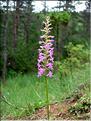 gymnadenia_conopsea6520
