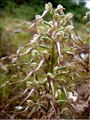 himanthoglossum_hirsinum6470