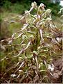 himanthoglossum_hirsinum6470