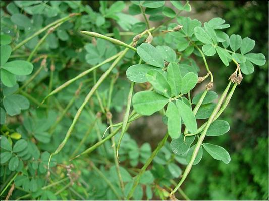 hippocrepis-emerus6614