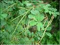 hippocrepis-emerus6614