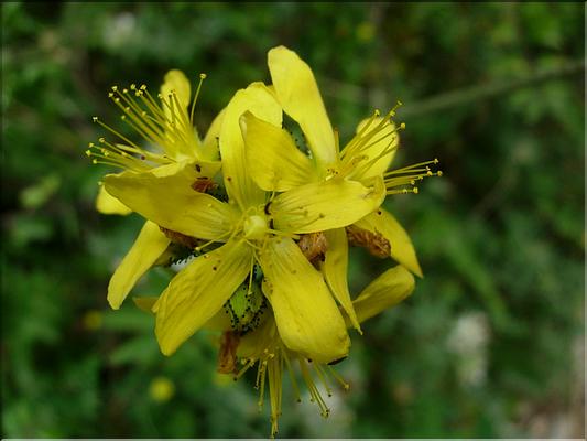 hypericum_perforatum6534